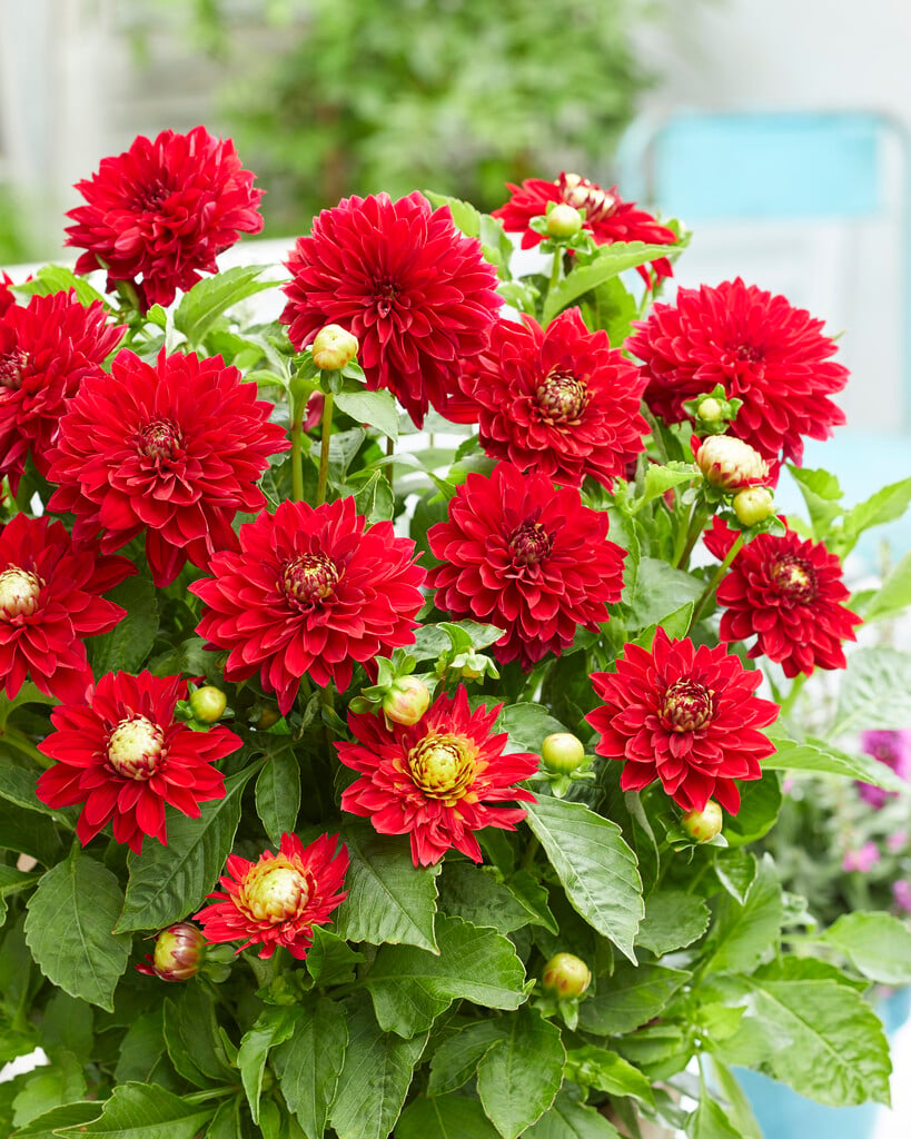 dahlia 'Melody Mambo'