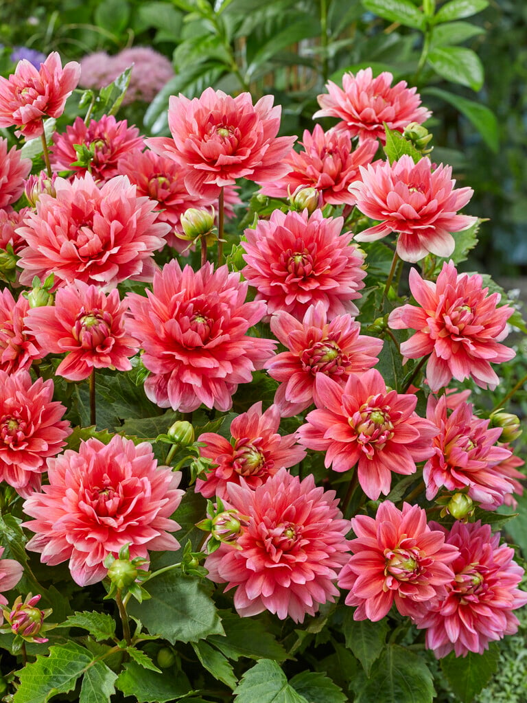 dahlia 'Berliner Kleene'