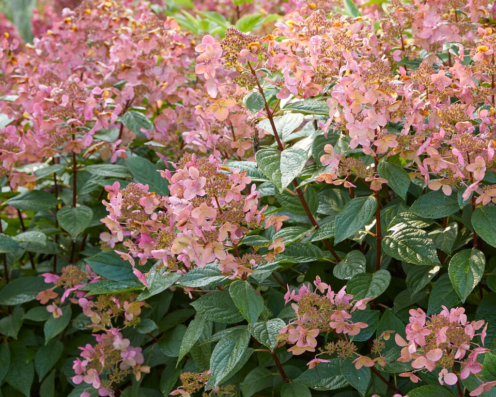 panicled hydrangea 'Wim's Red'