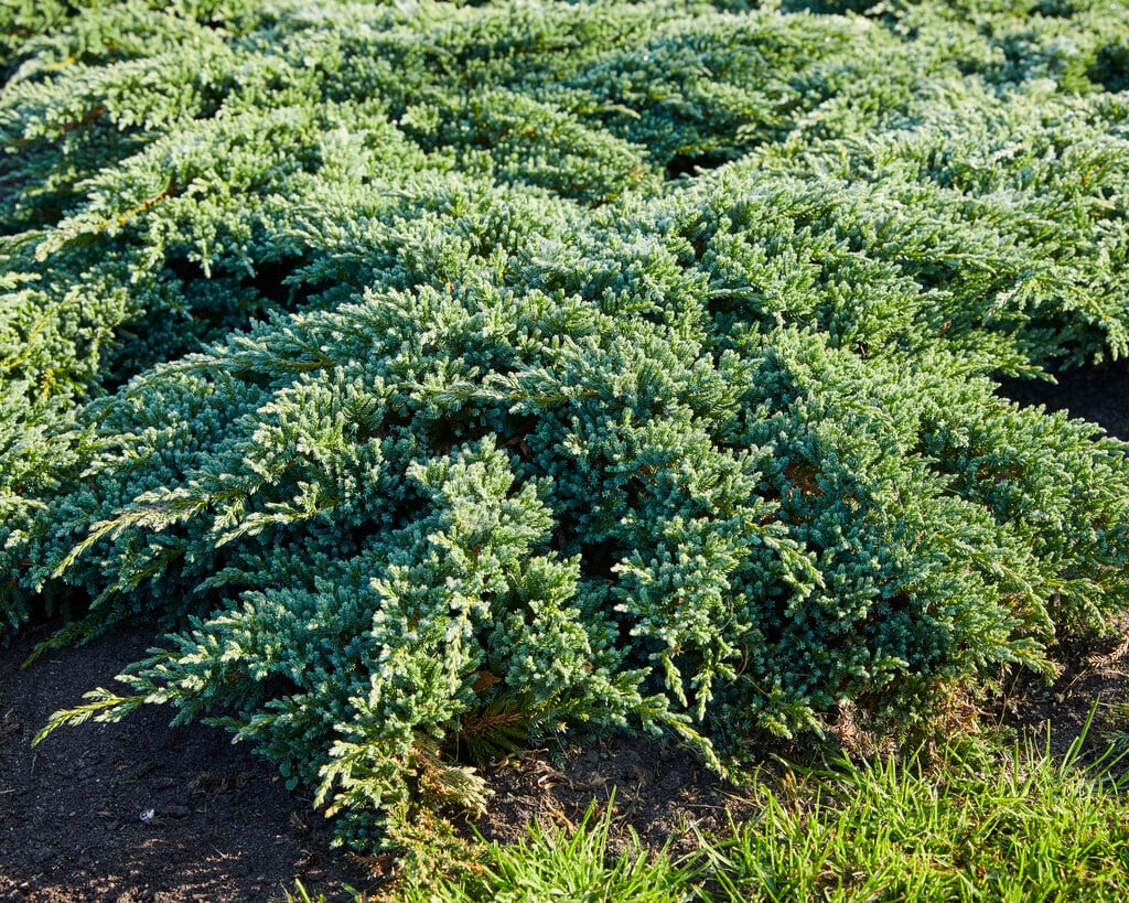 flaky juniper 'Little Joanna'