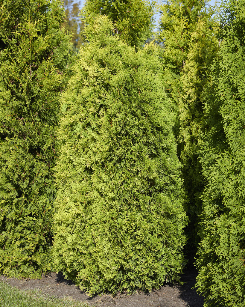 <i>Thuja</i> <i>occidentalis</i> 'Golden Anne'