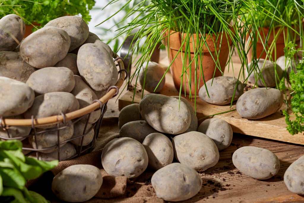 potato 'Blue Star'
