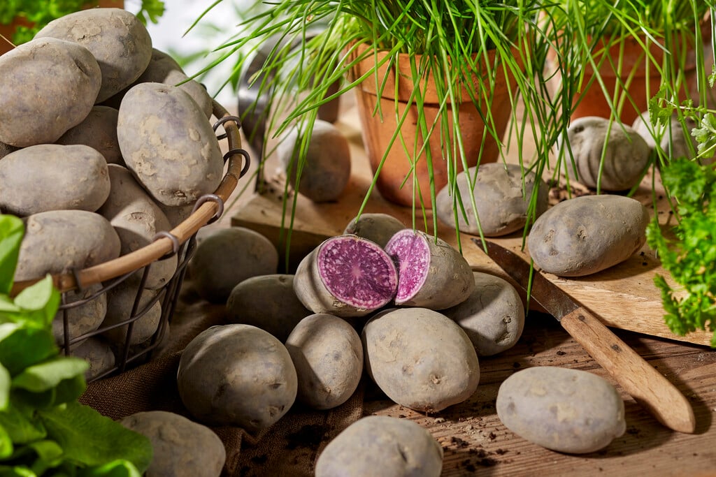 potato 'Blue Star'