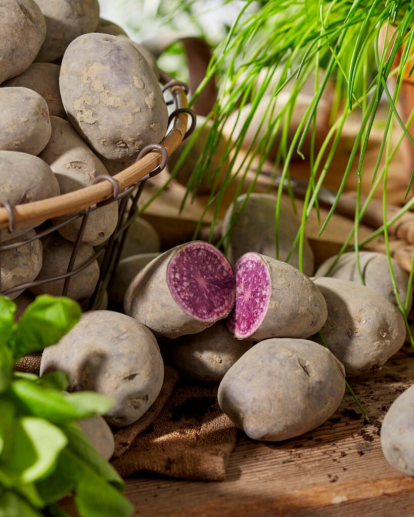 potato 'Blue Star'