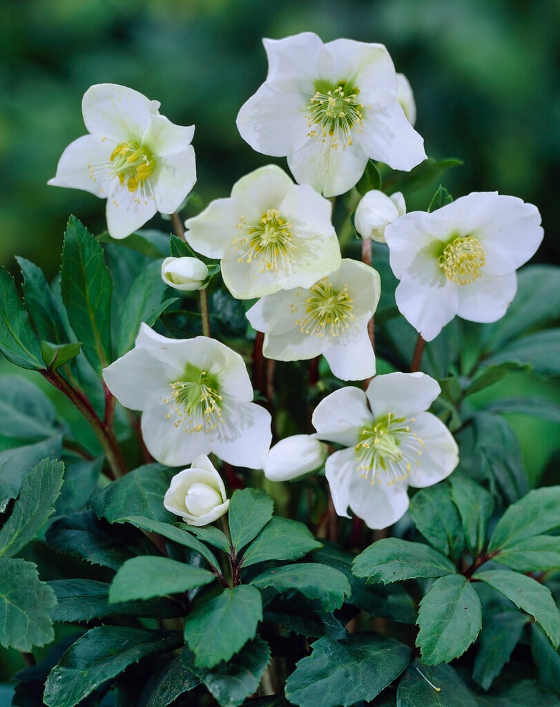 Christmas rose 'Praecox'