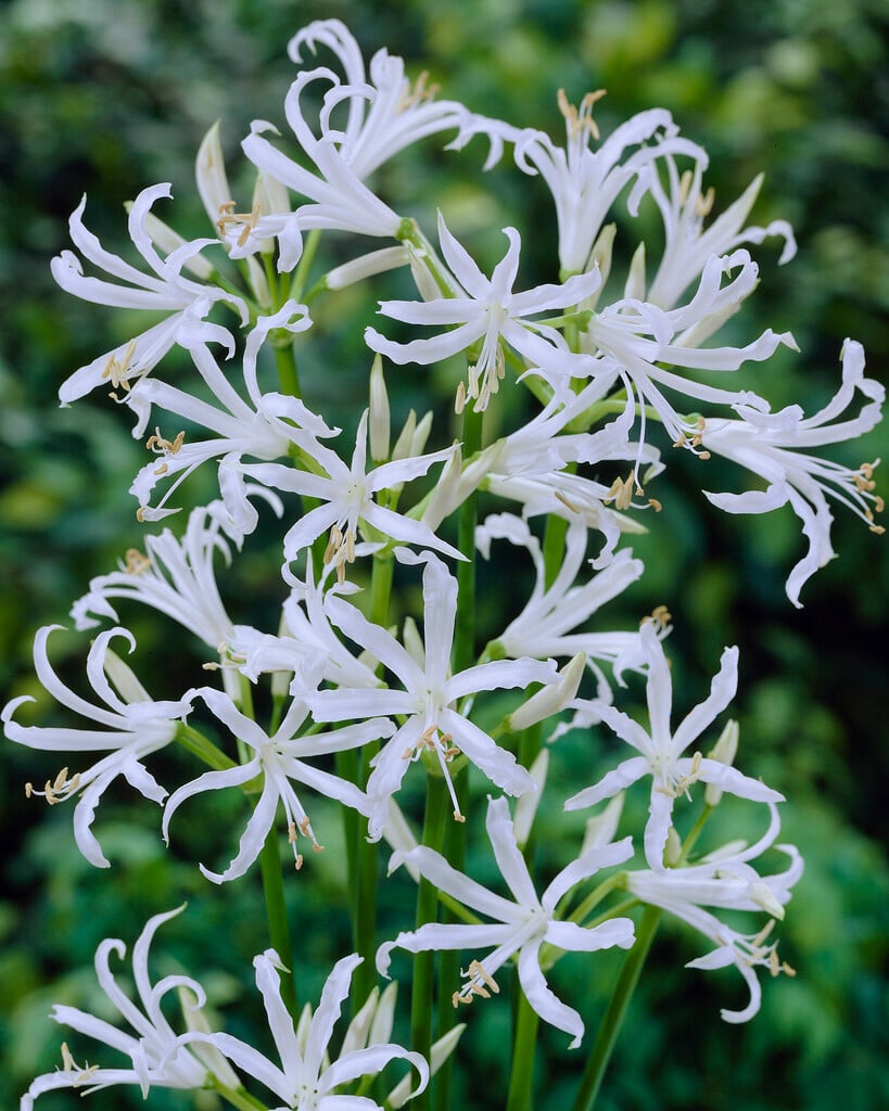 Bowden lily 'Alba'