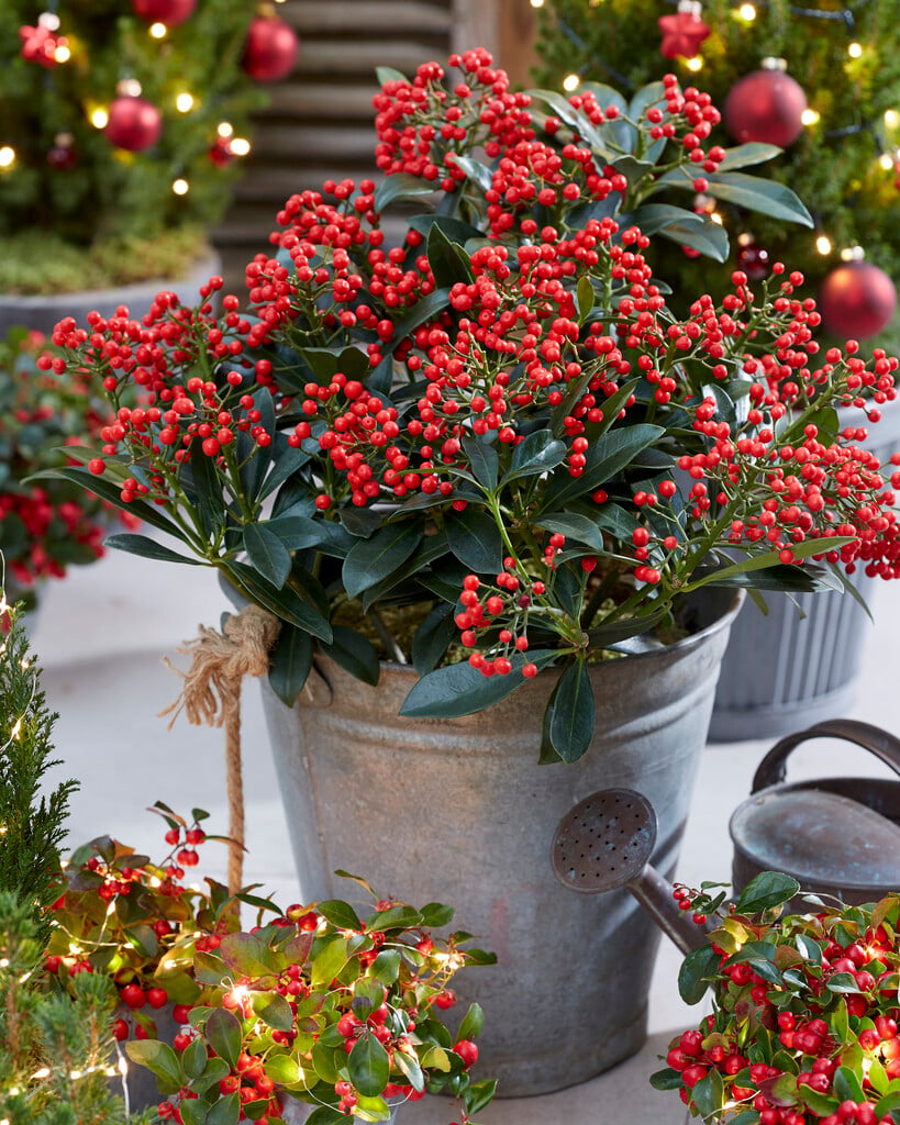 skimmia 'Pabella'