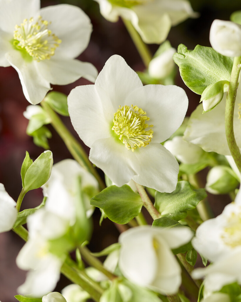hellebore 'Little Darling'