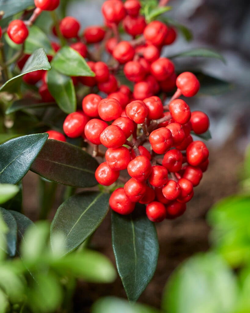 Japanese skimmia 'Red Diamonds