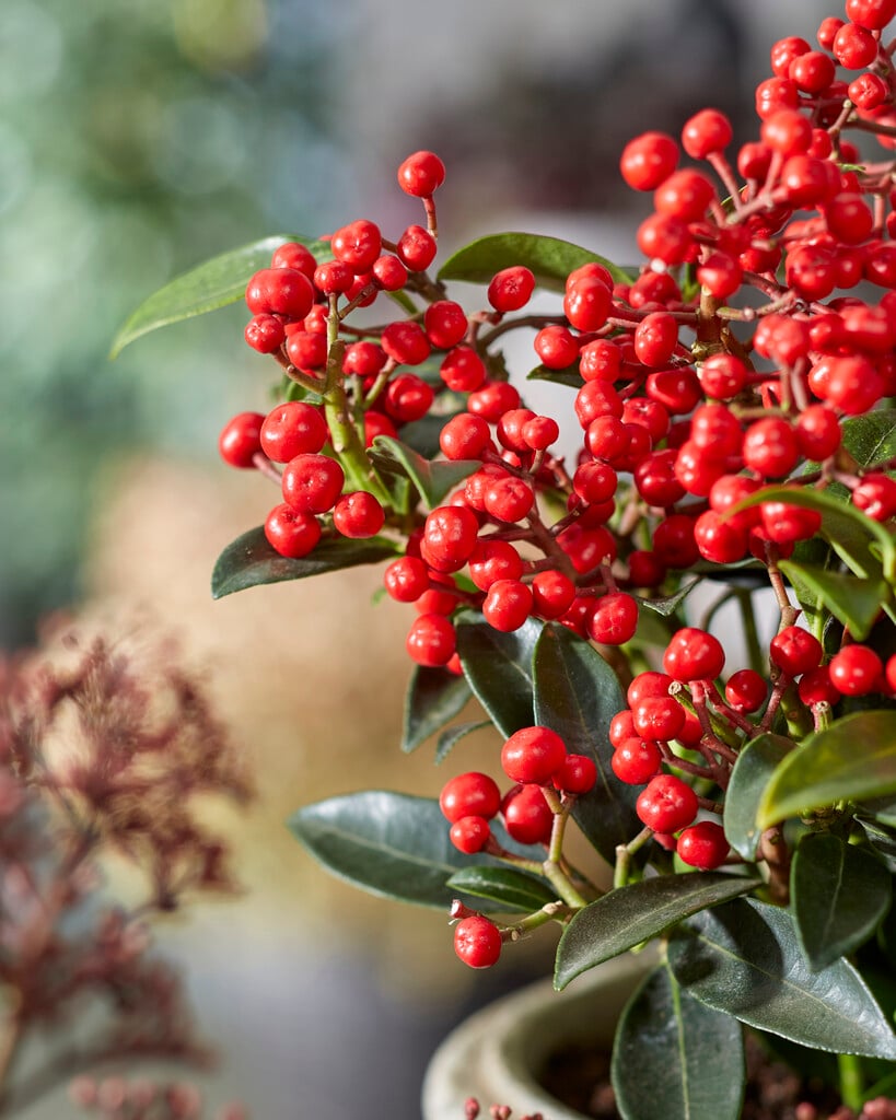 Japanese skimmia 'Red Diamonds