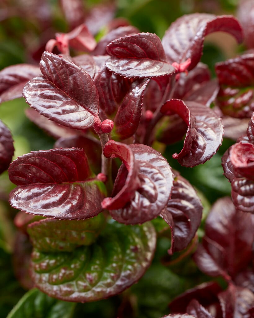 dog hobble 'Curly Red'