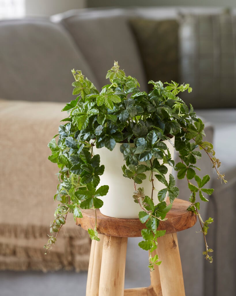 ivy of Uruguay