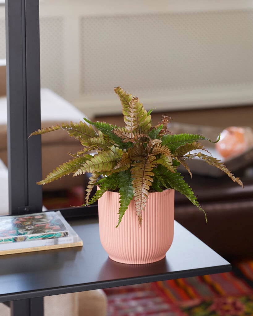 painted brake fern