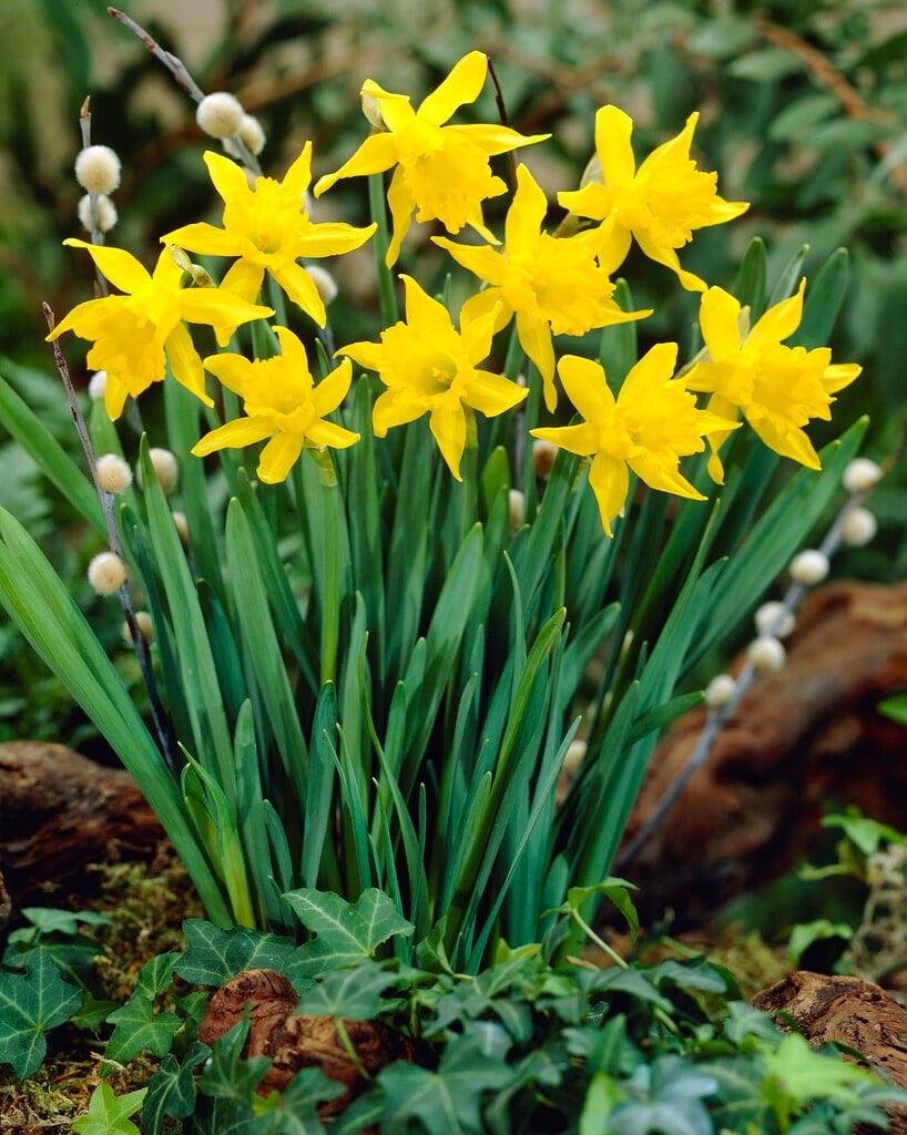 dwarfish daffodil