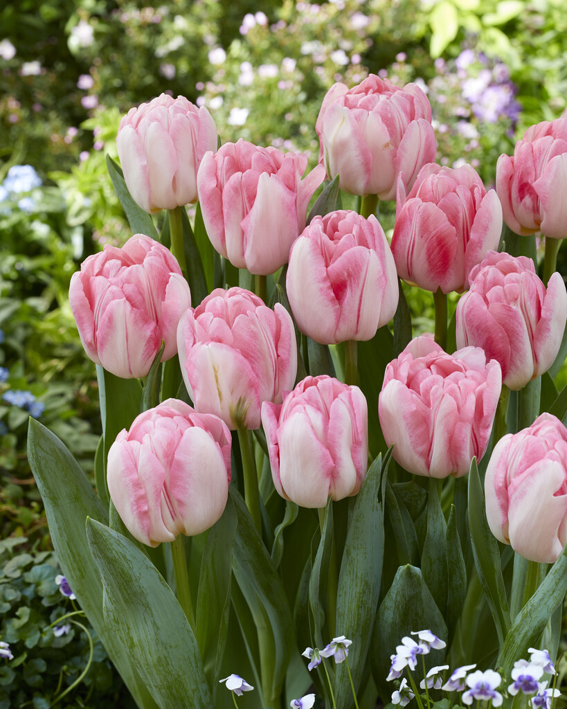 tulip 'Foxtrot'