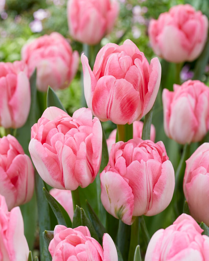 tulip 'Foxtrot'