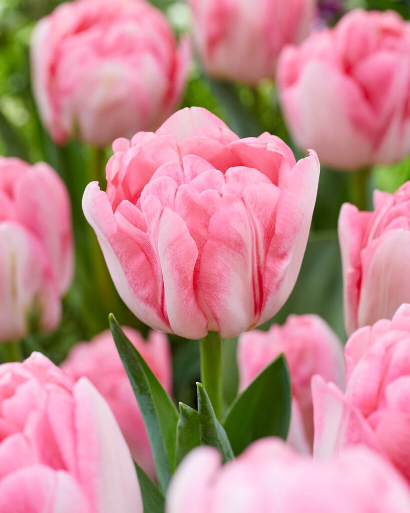 tulip 'Foxtrot'