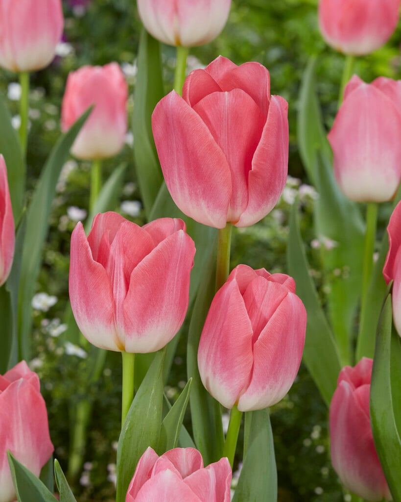 tulip 'Dynasty'