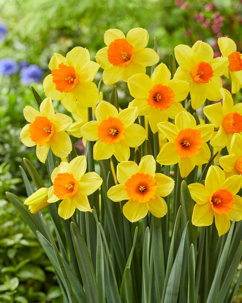 Narcissus &Loveday& (2) Bulbs/RHS Gardening