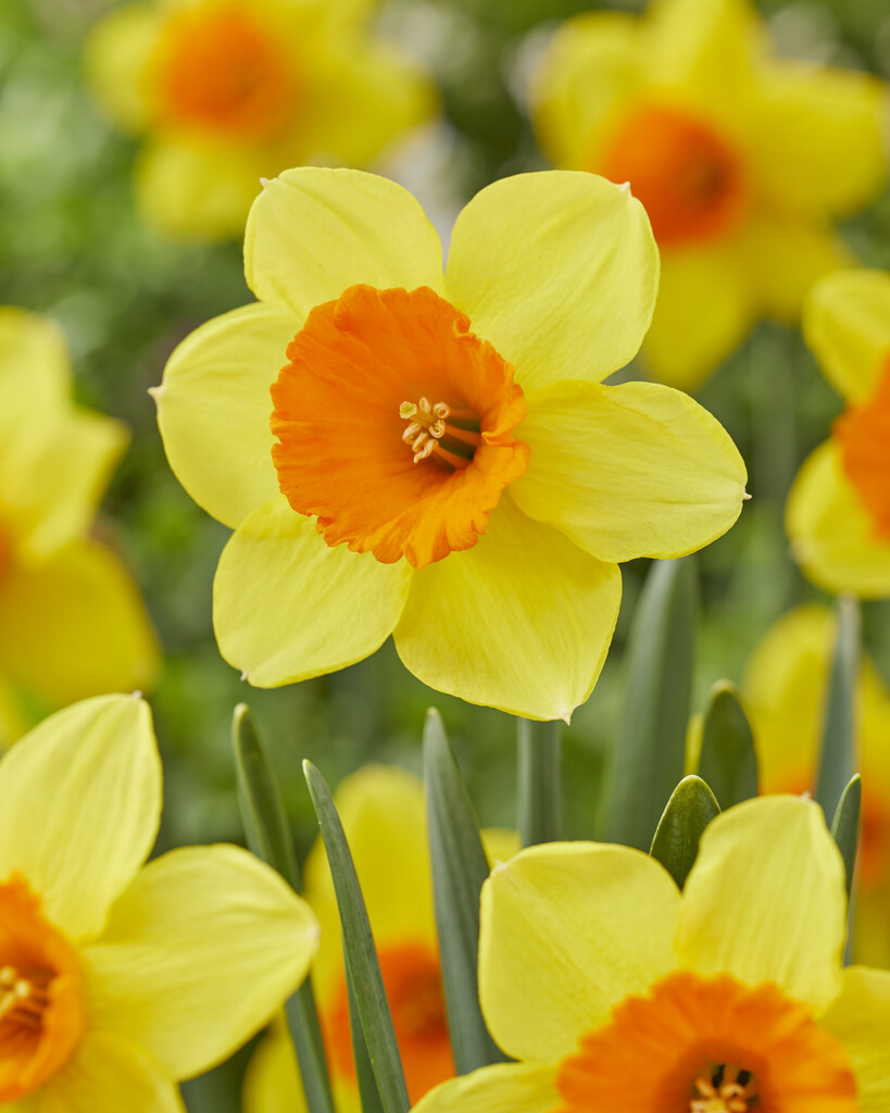 daffodil 'Loveday'