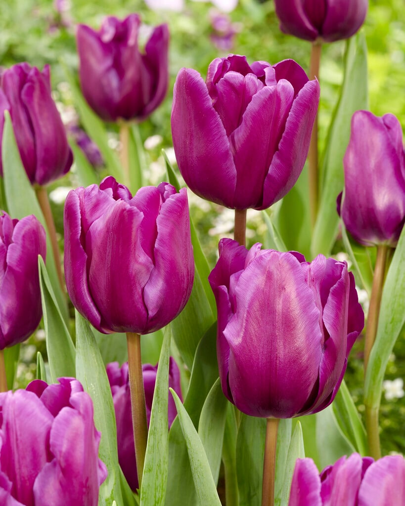 tulip 'Purple Rain'