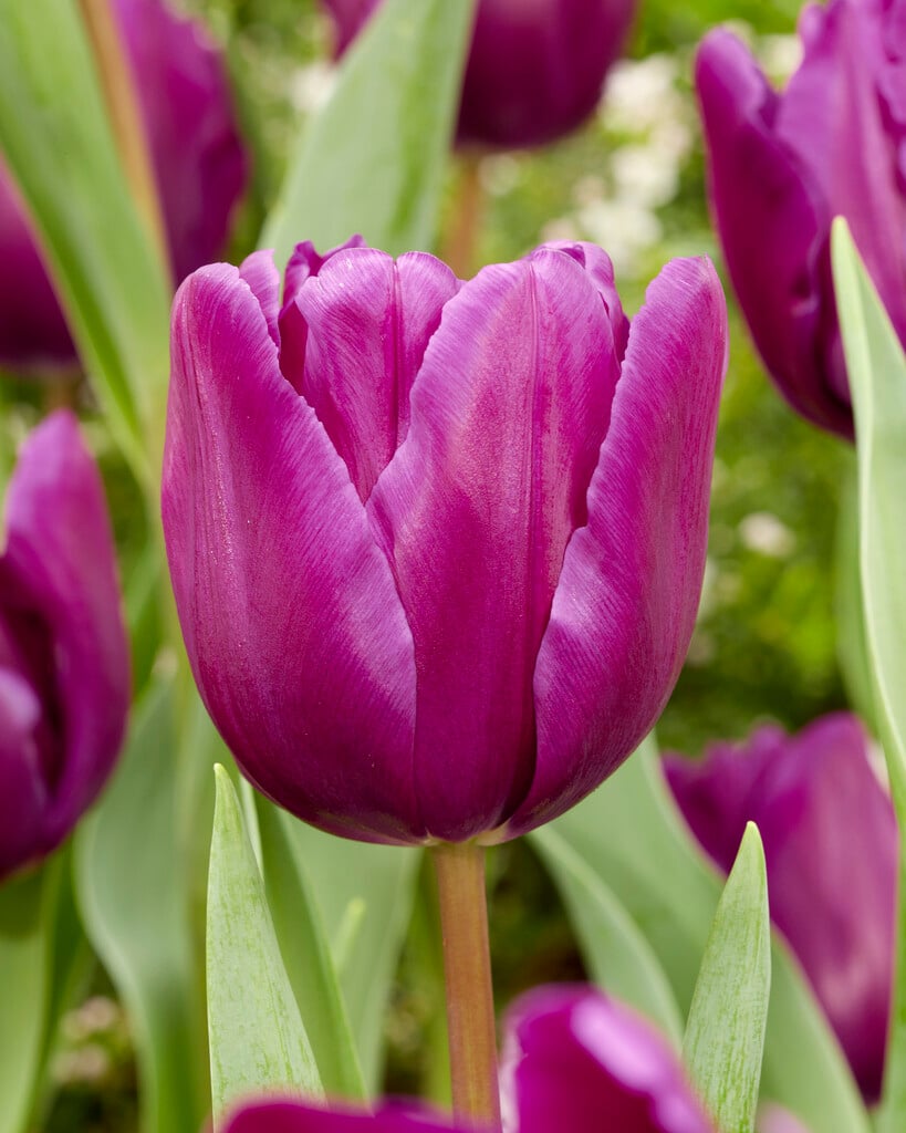 tulip 'Purple Rain'