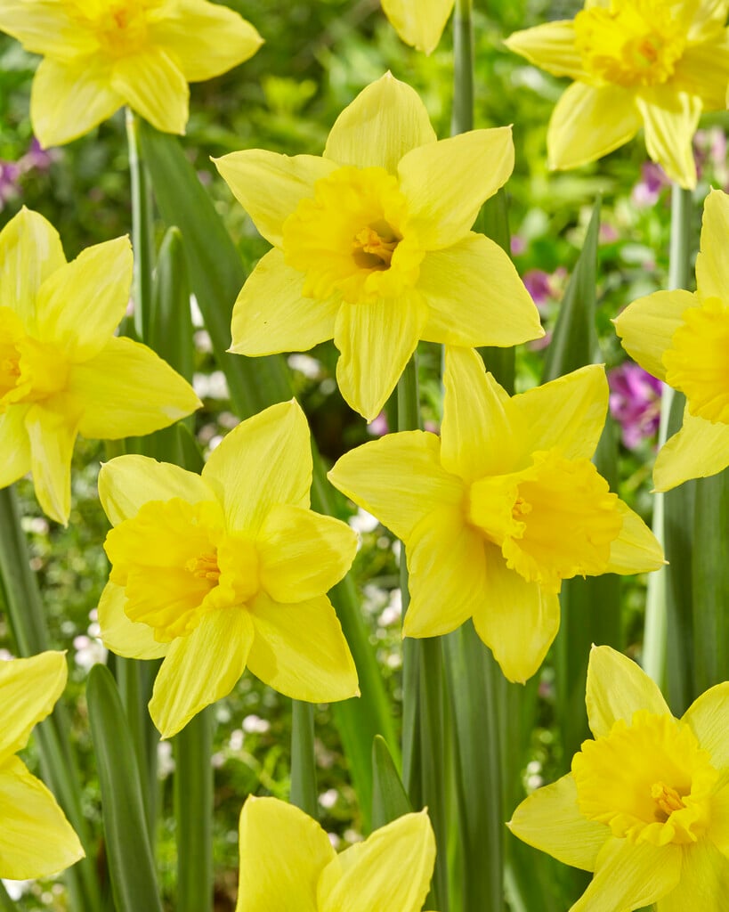 daffodil 'Tamara'