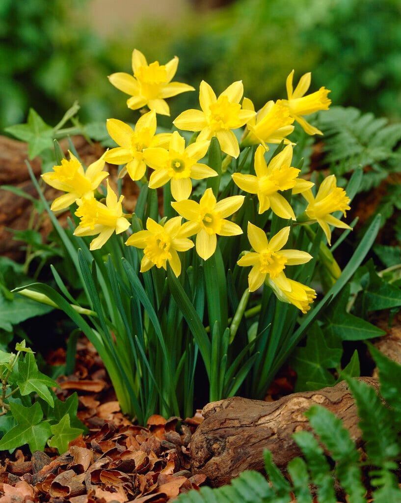 daffodil 'Midget'