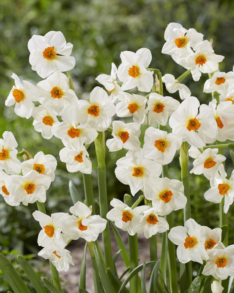 daffodil 'Cragford'