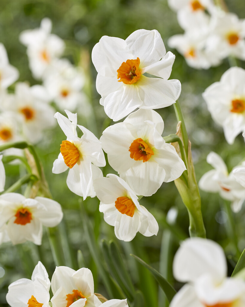 daffodil 'Cragford'