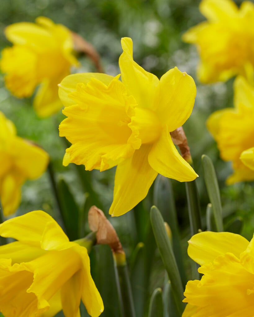 daffodil 'Unsurpassable'