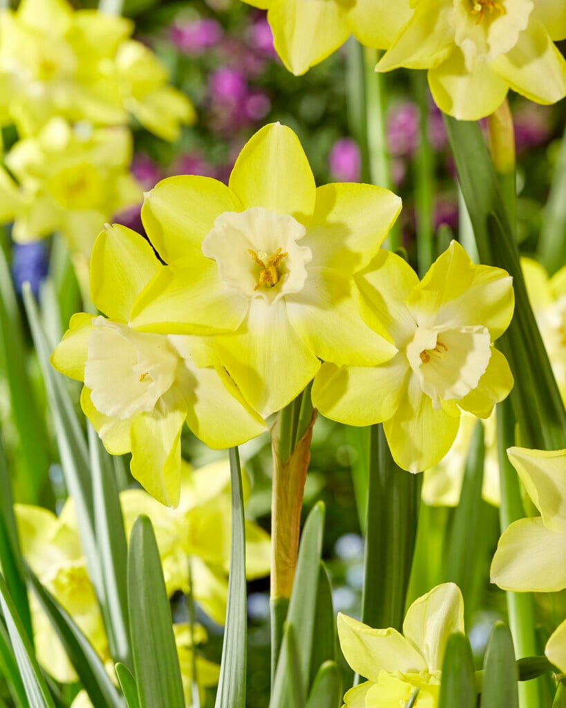daffodil 'Verdin'