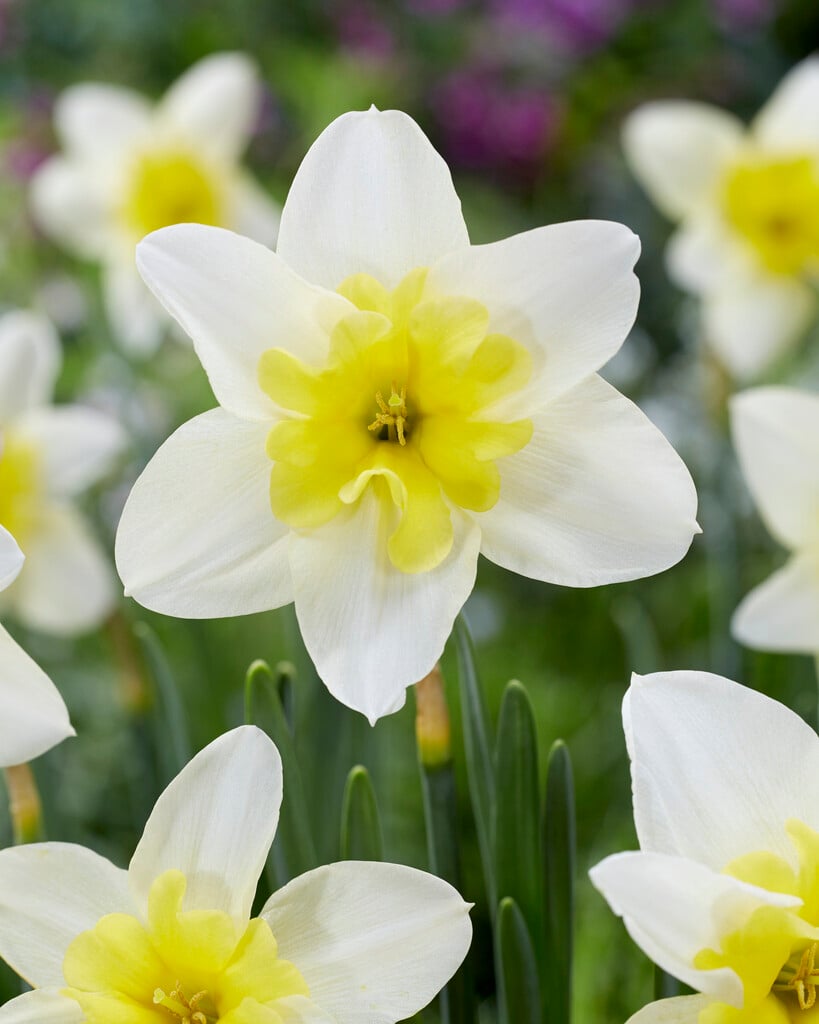 daffodil 'Bella Estrella'