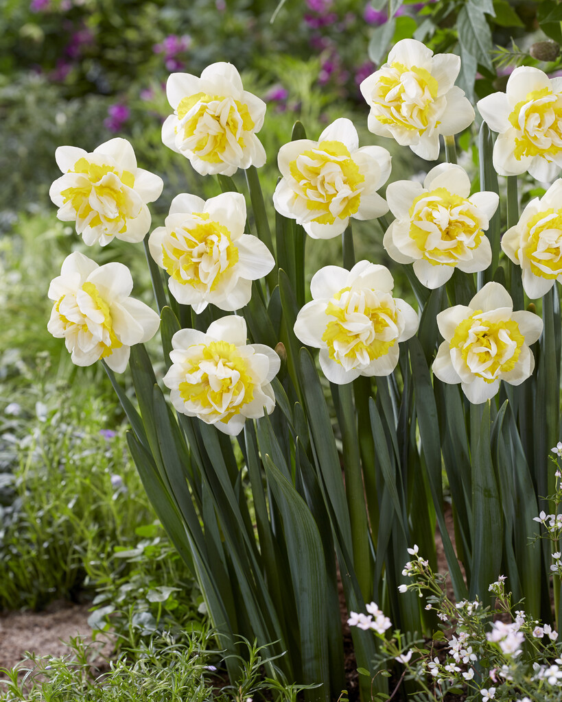daffodil 'Westward'