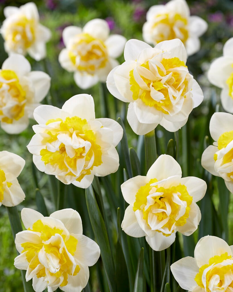 daffodil 'Westward'