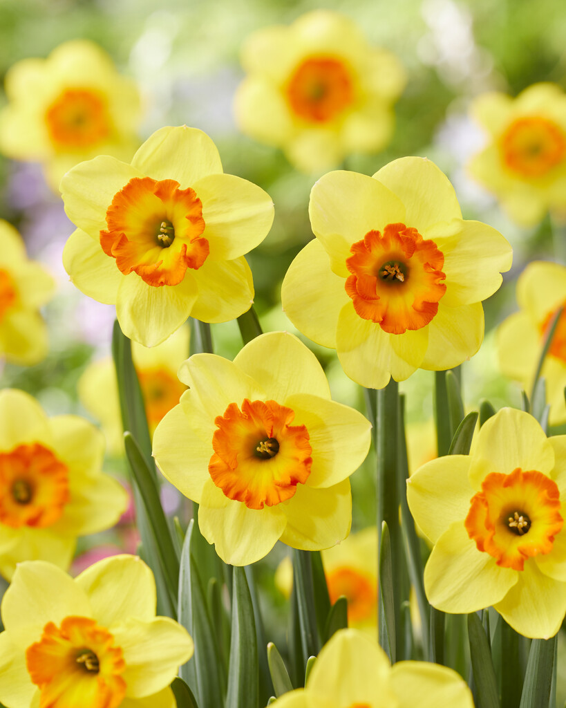 daffodil 'Bantam'