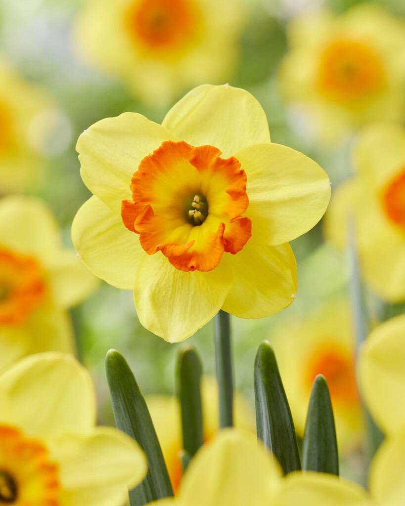 daffodil 'Bantam'