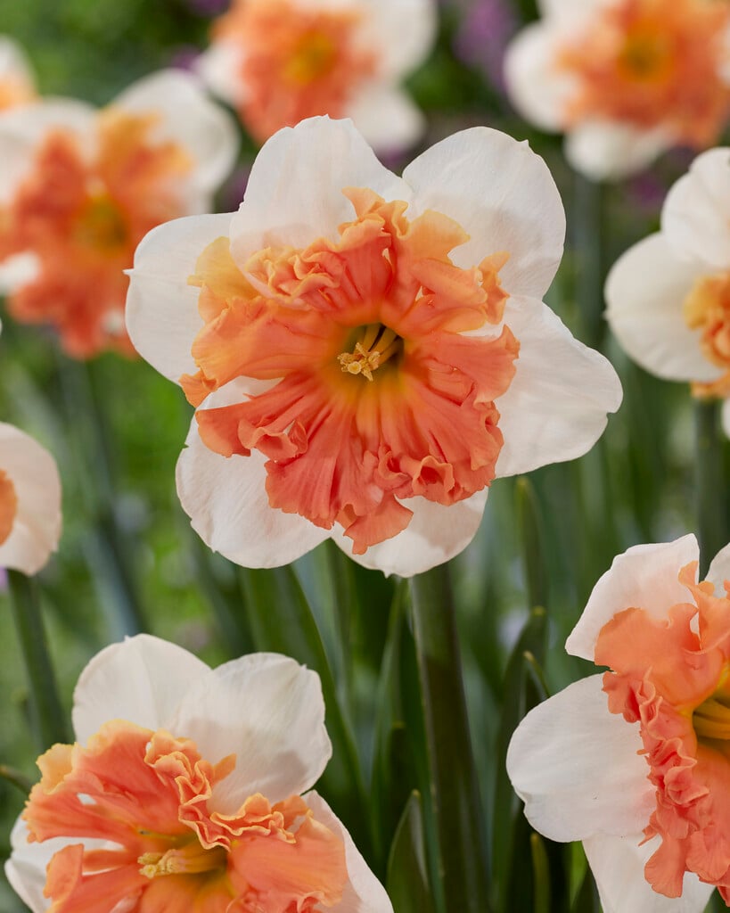 daffodil 'Shrike'