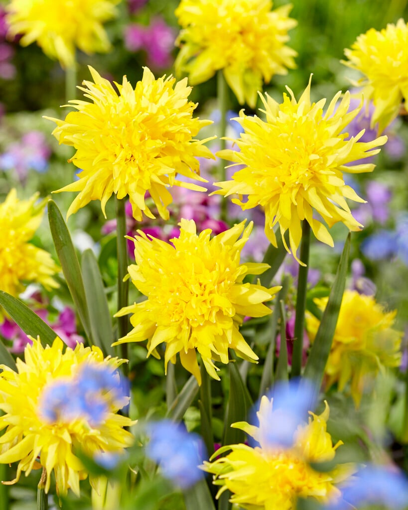 daffodil 'Rip van Winkle'