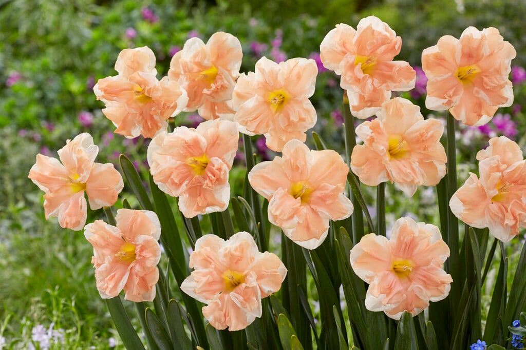 daffodil 'Apricot Whirl'