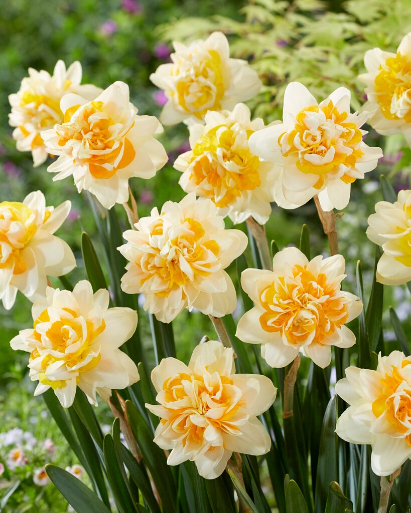 daffodil 'Peach Cobbler'