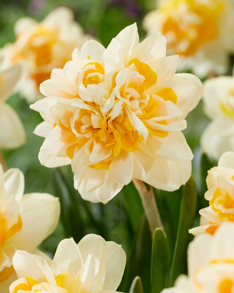 daffodil 'Peach Cobbler'