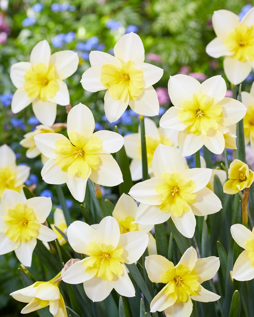 daffodil 'Bella Estrella'