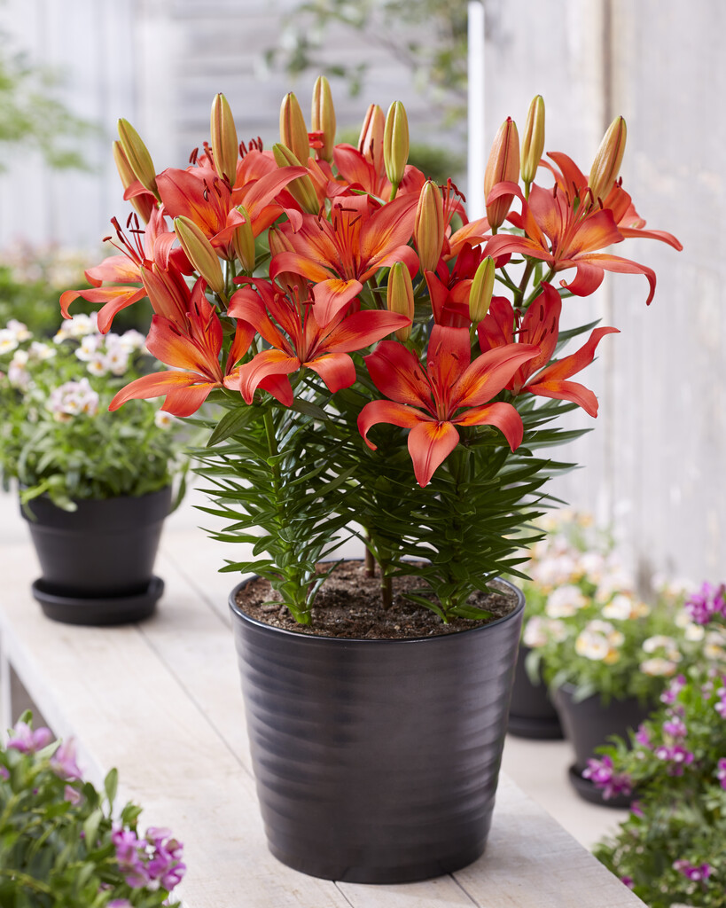 lily 'Matrix'