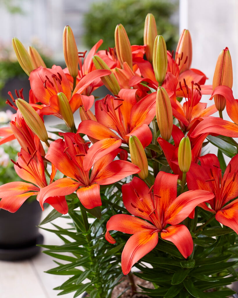 lily 'Matrix'
