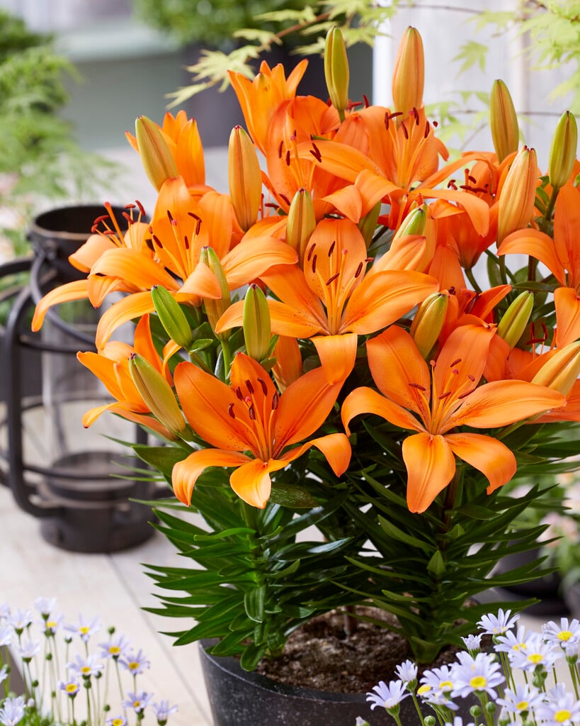 lily 'Orange Matrix'