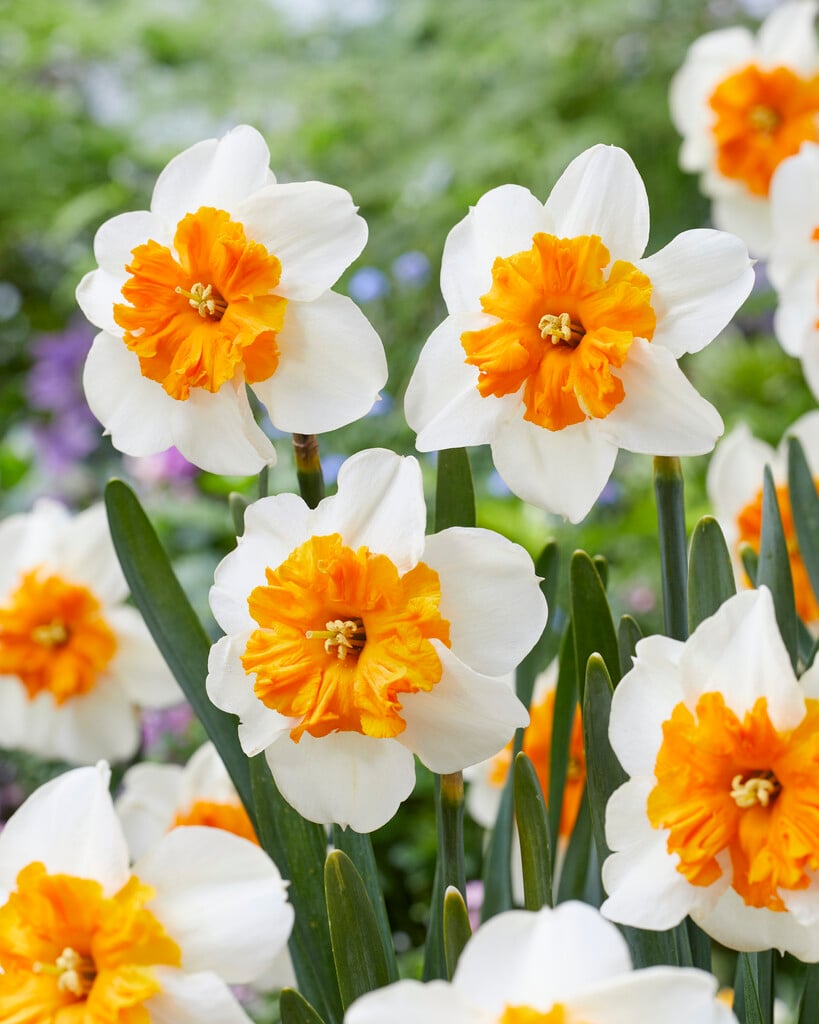 daffodil 'Parisienne'