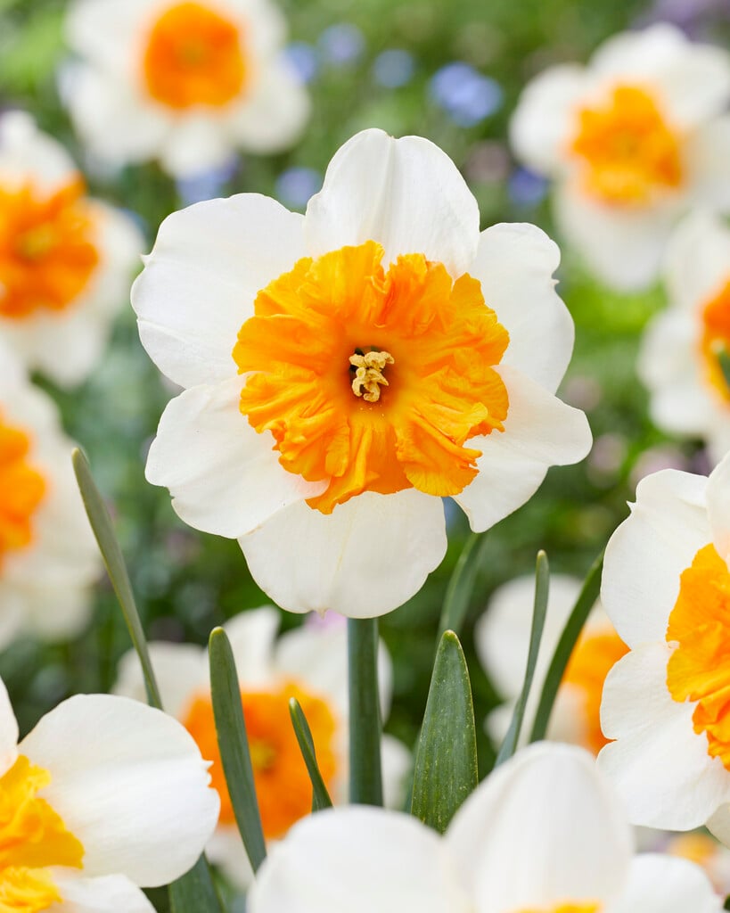 daffodil 'Parisienne'