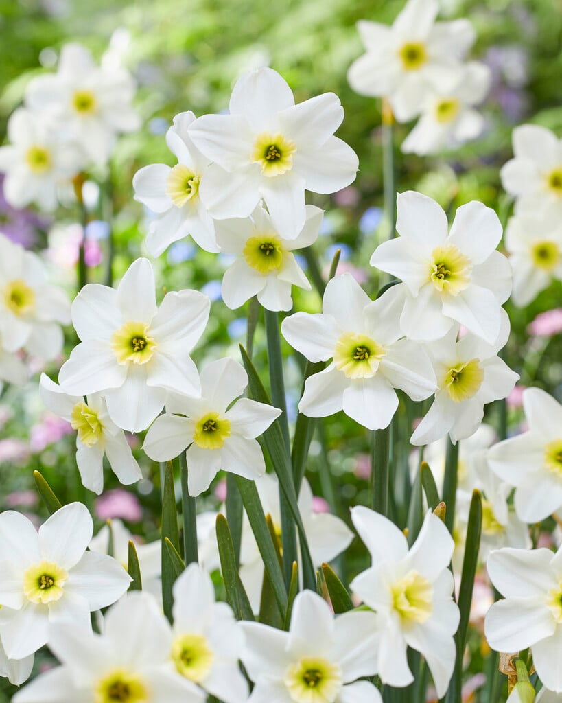 daffodil 'Lieke'