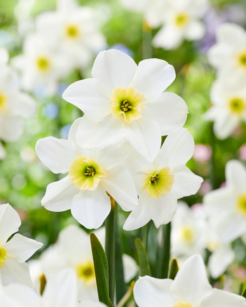 daffodil 'Lieke'